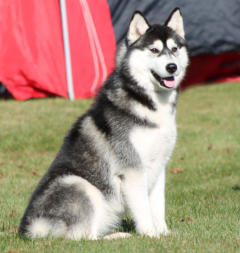 Siberian Husky Nordic Fire