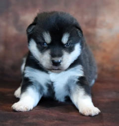 Siberian Husky Nordic Fire