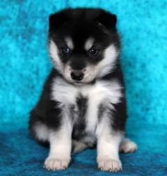 Siberian Husky Nordic Fire