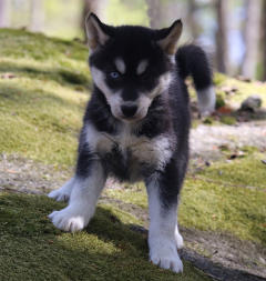 Siberian Husky Nordic Fire