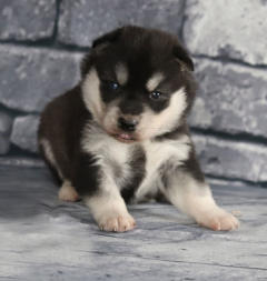 Siberian Husky Nordic Fire