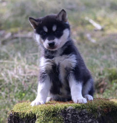 Siberian Husky Nordic Fire