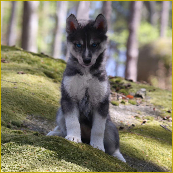 Siberian Husky Nordic Fire