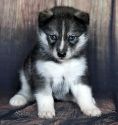 Siberian Husky Nordic Fire