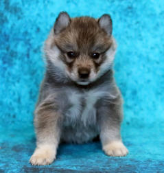 Siberian Husky Nordic Fire