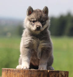 Siberian Husky Nordic Fire