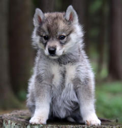 Siberian Husky Nordic Fire