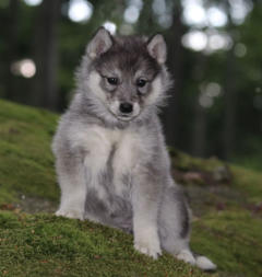 Siberian Husky Nordic Fire