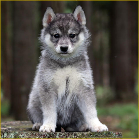 Siberian Husky Nordic Fire