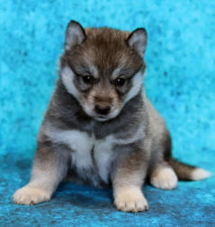 Siberian Husky Nordic Fire