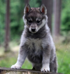 Siberian Husky Nordic Fire