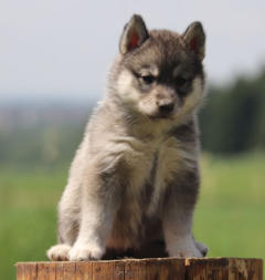 Siberian Husky Nordic Fire