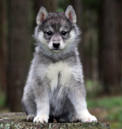 Siberian Husky Nordic Fire