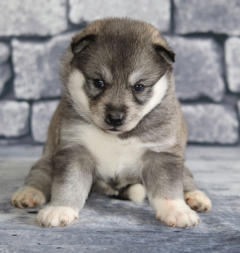 Siberian Husky Nordic Fire