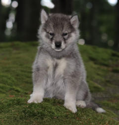 Siberian Husky Nordic Fire