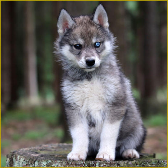 Siberian Husky Nordic Fire