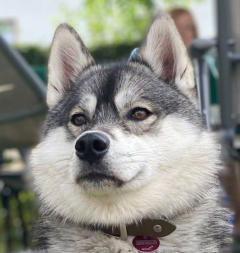 Siberian Husky Nordic Fire