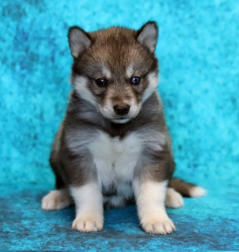 Siberian Husky Nordic Fire