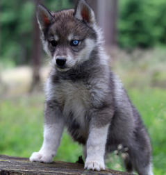 Siberian Husky Nordic Fire