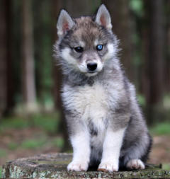 Siberian Husky Nordic Fire