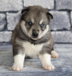 Siberian Husky Nordic Fire