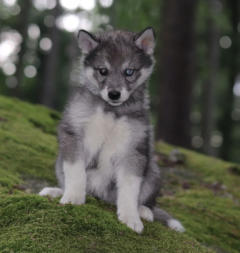 Siberian Husky Nordic Fire