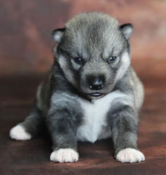 Siberian Husky Nordic Fire