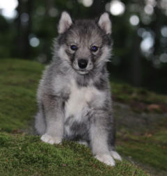 Siberian Husky Nordic Fire