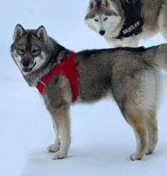 Siberian Husky Nordic Fire