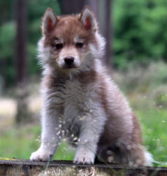 Siberian Husky Nordic Fire