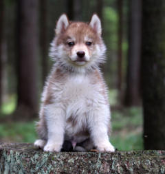 Siberian Husky Nordic Fire