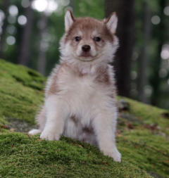 Siberian Husky Nordic Fire