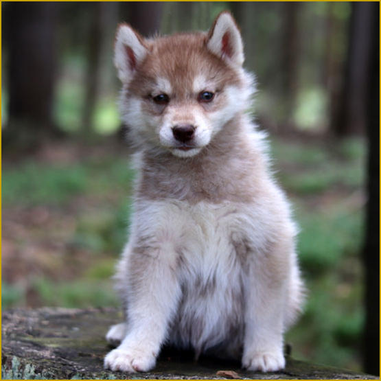 Siberian Husky Nordic Fire