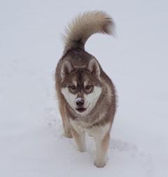 Siberian Husky Nordic Fire