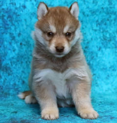 Siberian Husky Nordic Fire