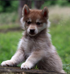 Siberian Husky Nordic Fire