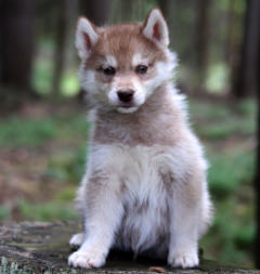 Siberian Husky Nordic Fire