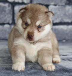 Siberian Husky Nordic Fire