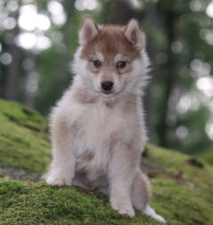 Siberian Husky Nordic Fire