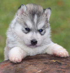 Siberian Husky Nordic Fire