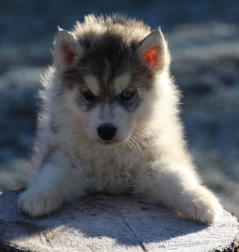 Siberian Husky Nordic Fire