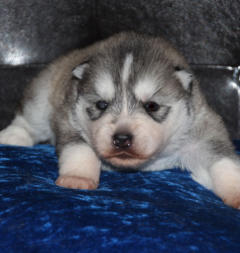 Siberian Husky Nordic Fire