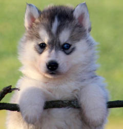 Siberian Husky Nordic Fire