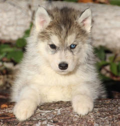 Siberian Husky Nordic Fire