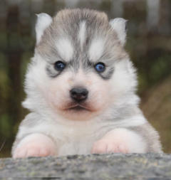 Siberian Husky Nordic Fire