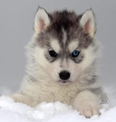 Siberian Husky Nordic Fire