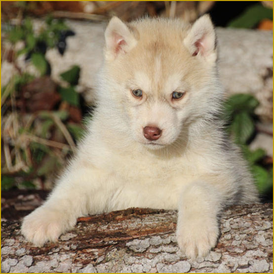 Siberian Husky Nordic Fire