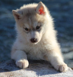 Siberian Husky Nordic Fire