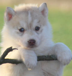 Siberian Husky Nordic Fire