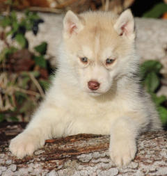 Siberian Husky Nordic Fire